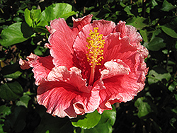 Fantasy Charm Hibiscus (Hibiscus rosa-sinensis 'Fantasy Charm') at Lakeshore Garden Centres