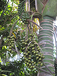 Kentia Palm (Howea forsteriana) at Lakeshore Garden Centres