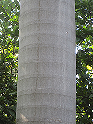 Caribbean Royal Palm (Roystonea oleracea) at Lakeshore Garden Centres