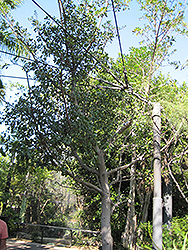 Forest Strangler Fig (Ficus craterostoma) at Lakeshore Garden Centres