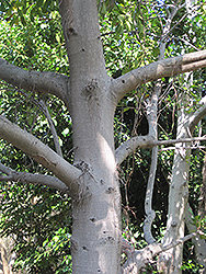 Forest Strangler Fig (Ficus craterostoma) at Lakeshore Garden Centres