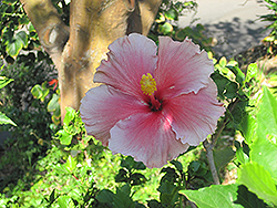Renaissance Blue Hibiscus (Hibiscus rosa-sinensis 'Renaissance Blue') at Lakeshore Garden Centres