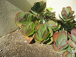 Flapjacks Kalanchoe (Kalanchoe thyrsiflora 'Flapjacks') at Lakeshore Garden Centres