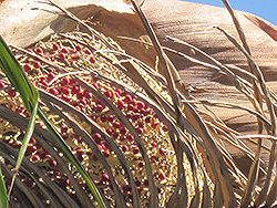 Bangalow Palm (Archontophoenix cunninghamiana) at Lakeshore Garden Centres