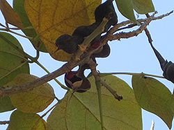 Pito Coral Tree (Erythrina berteroana) at Lakeshore Garden Centres