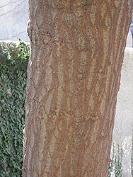 Pito Coral Tree (Erythrina berteroana) at Lakeshore Garden Centres