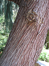 Kashmir Cypress (Cupressus torulosa 'var. cashmeriana') at Lakeshore Garden Centres