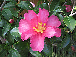 Sasanqua Camellia (Camellia sasanqua) at Lakeshore Garden Centres