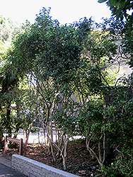 Orange Jessamine (Murraya paniculata) at Lakeshore Garden Centres