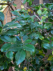 Orange Jessamine (Murraya paniculata) at Lakeshore Garden Centres
