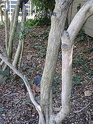 Orange Jessamine (Murraya paniculata) at Lakeshore Garden Centres