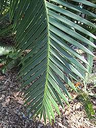 Mejia's Dioon (Dioon mejiae) at Lakeshore Garden Centres