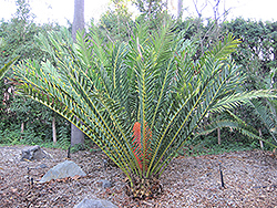 Mombasa Cycad (Encephalartos hildebrandtii) at Lakeshore Garden Centres