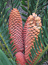 Mombasa Cycad (Encephalartos hildebrandtii) at Lakeshore Garden Centres