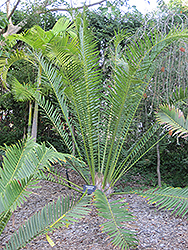 Whitelock's Cycad (Encephalartos whitelockii) at Lakeshore Garden Centres