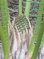 Whitelock's Cycad (Encephalartos whitelockii) at Lakeshore Garden Centres