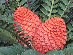 Zululand Cycad (Encephalartos ferox) at Lakeshore Garden Centres