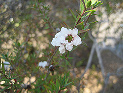 Snow Flake Tea-Tree (Leptospermum scoparium 'Snow Flake') at Lakeshore Garden Centres
