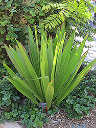 Giant Spear Lily (Doryanthes palmeri) at Lakeshore Garden Centres