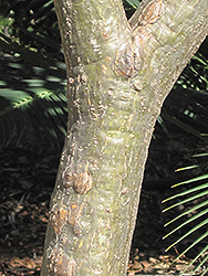 Common Frangipani (Plumeria rubra var. acutifolia) at Lakeshore Garden Centres