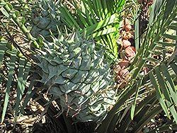 Burrawang (Macrozamia communis) at Lakeshore Garden Centres