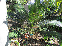 Burrawang (Macrozamia miquelii) at Lakeshore Garden Centres