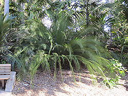 Johnson's Cycad (Macrozamia johnsonii) at Lakeshore Garden Centres