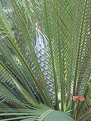 Johnson's Cycad (Macrozamia johnsonii) at Lakeshore Garden Centres