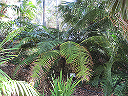 Pineapple Cycad (Lepidozamia peroffskyana) at Lakeshore Garden Centres