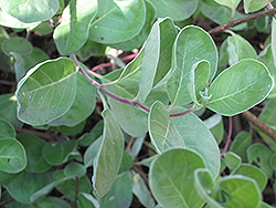 Beach Vitex (Vitex rotundifolia) at Lakeshore Garden Centres