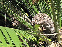 Carnarvon Gorge Macrozamia (Macrozamia moorei) at Lakeshore Garden Centres