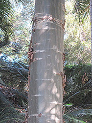 Cadaghi Gum Tree (Corymbia torelliana) at Lakeshore Garden Centres