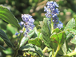 Concha California Lilac (Ceanothus 'Concha') at Lakeshore Garden Centres