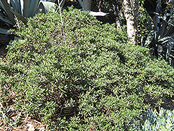 Dark Star California Lilac (Ceanothus 'Dark Star') at Lakeshore Garden Centres