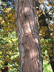 Canary Island Pine (Pinus canariensis) at Lakeshore Garden Centres