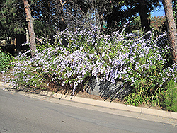 California Aster (Symphyotrichum chilense) at Lakeshore Garden Centres