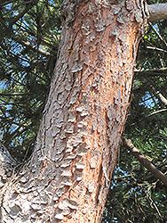 Stone Pine (Pinus pinea) at Lakeshore Garden Centres