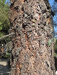 Chir Pine (Pinus roxburghii) at Lakeshore Garden Centres