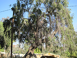 Peppermint Tree (Agonis flexuosa) at Lakeshore Garden Centres