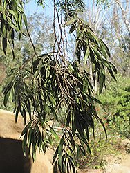 Peppermint Tree (Agonis flexuosa) at Lakeshore Garden Centres