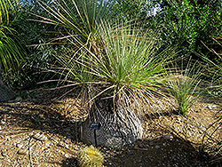 Mexican Pony Tail Palm (Nolina gracilis) at Lakeshore Garden Centres
