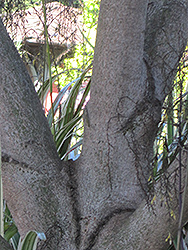 Chinese Cinnamon (Cinnamomum aromaticum) at Lakeshore Garden Centres