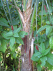 Bolivian Mountain Coconut (Parajubaea torallyi) at Lakeshore Garden Centres