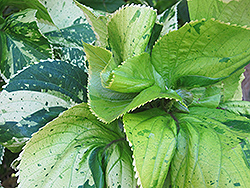 Java White Copper Plant (Acalypha wilkesiana 'Java White') at Lakeshore Garden Centres