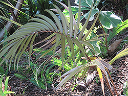 Standley's Zamia (Zamia standleyi) at Lakeshore Garden Centres