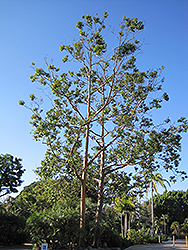 Rainbow Eucalyptus (Eucalyptus deglupta) at Lakeshore Garden Centres