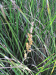 Mat Rush (Lomandra longifolia) at Lakeshore Garden Centres