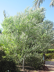 Pearl Acacia (Acacia podalyriifolia) at Lakeshore Garden Centres