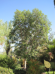 Brisbane Box (Lophostemon confertus) at Lakeshore Garden Centres
