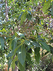 Brisbane Box (Lophostemon confertus) at Lakeshore Garden Centres